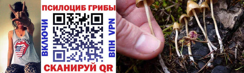 Купить  Лыткарино  Псилоцибиновые грибы Psilocybe 